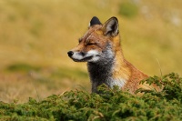 Liska obecna - Vulpes vulpes - Red Fox 2113